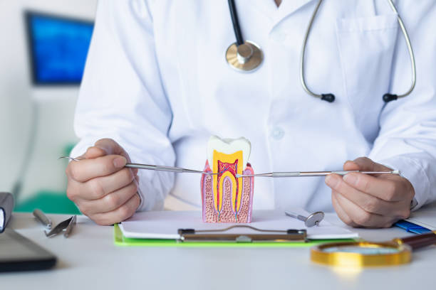 Best Emergency Dental Services for Seniors in Oregon, OH